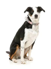 Daily Grind Dog Collar -FINAL SALE NO RETURNS OR EXCHANGES